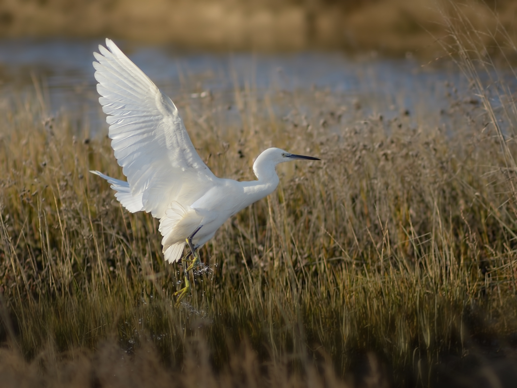 Egret