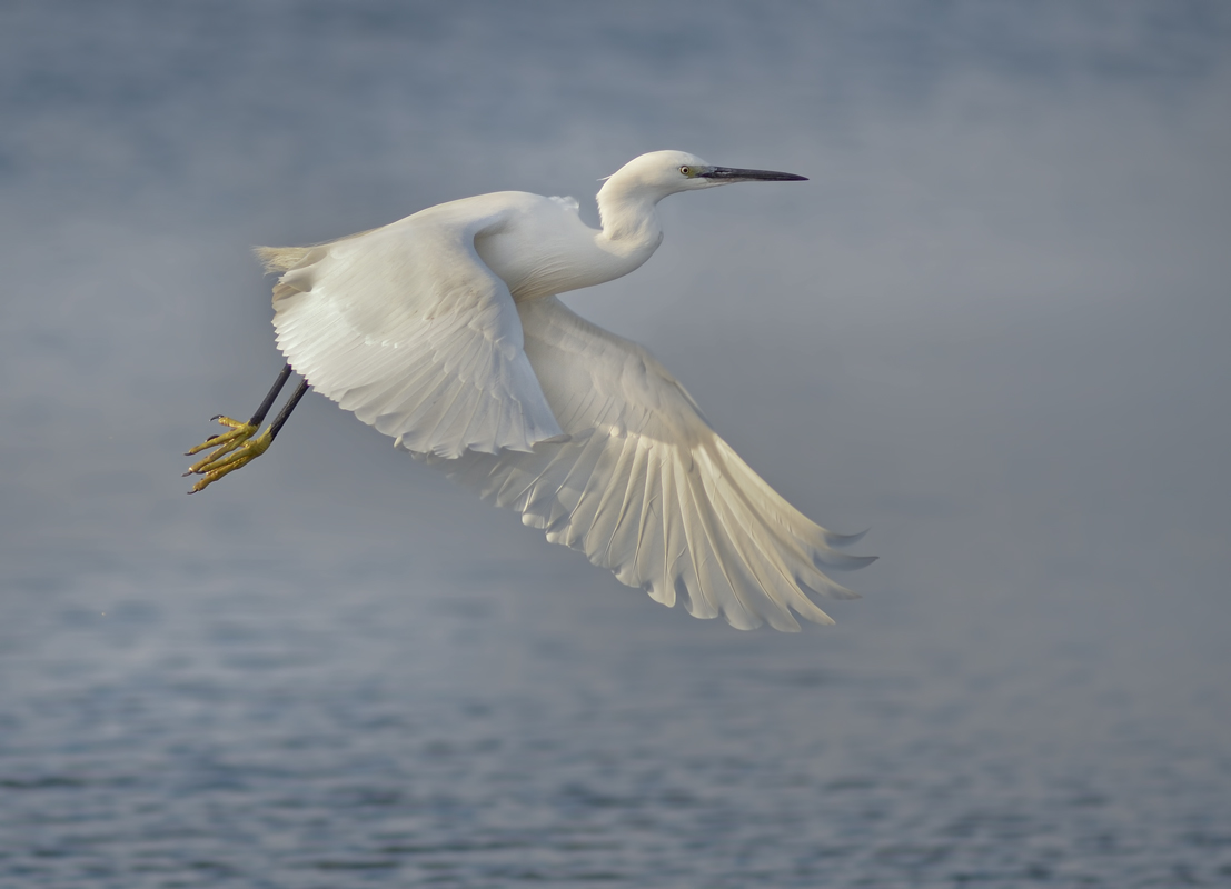 Egret