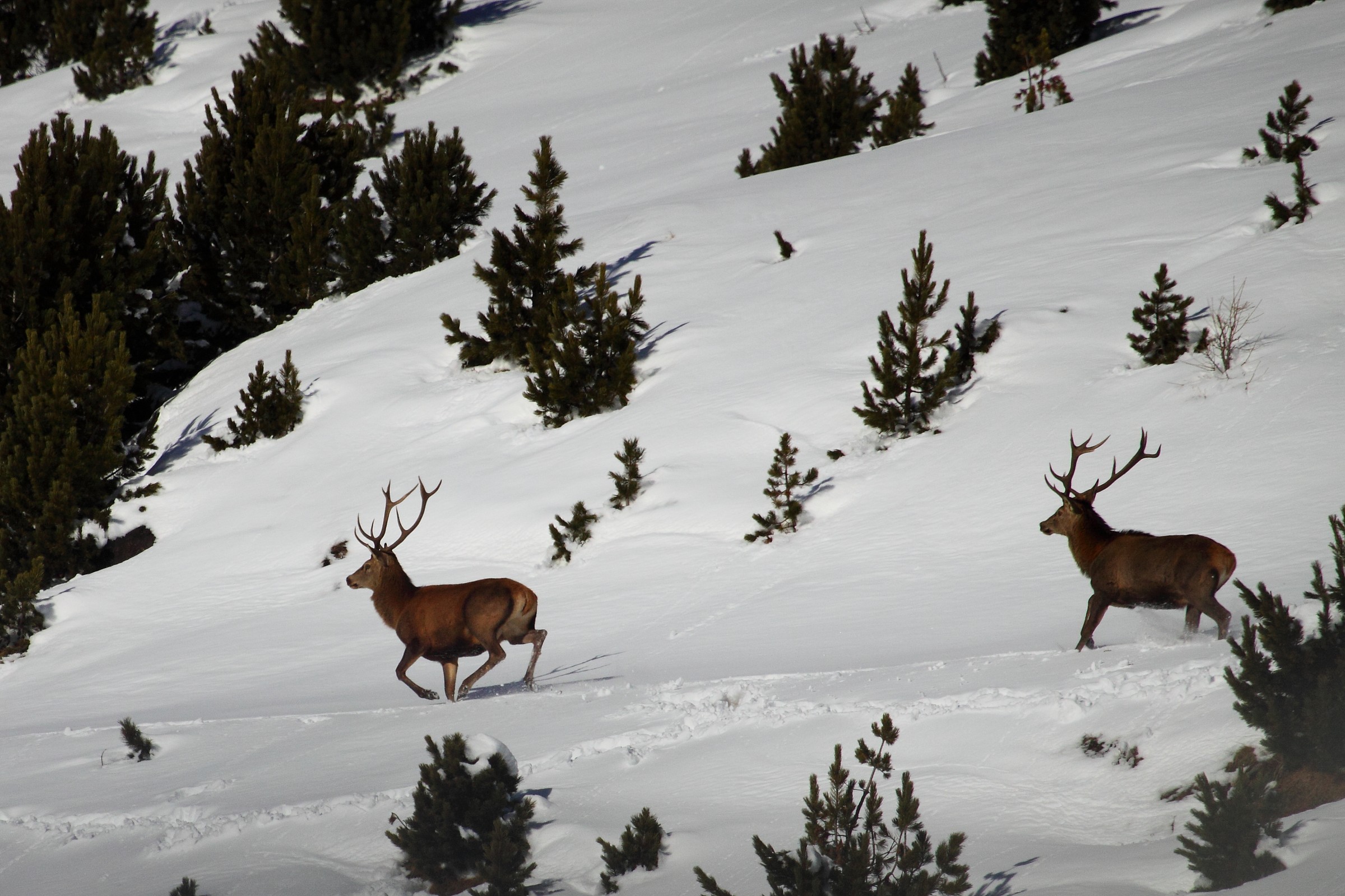 Running in the company ...