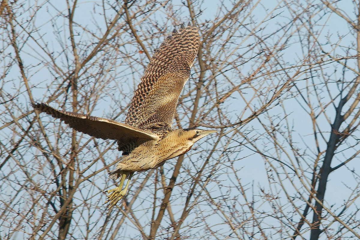 Bittern taking off