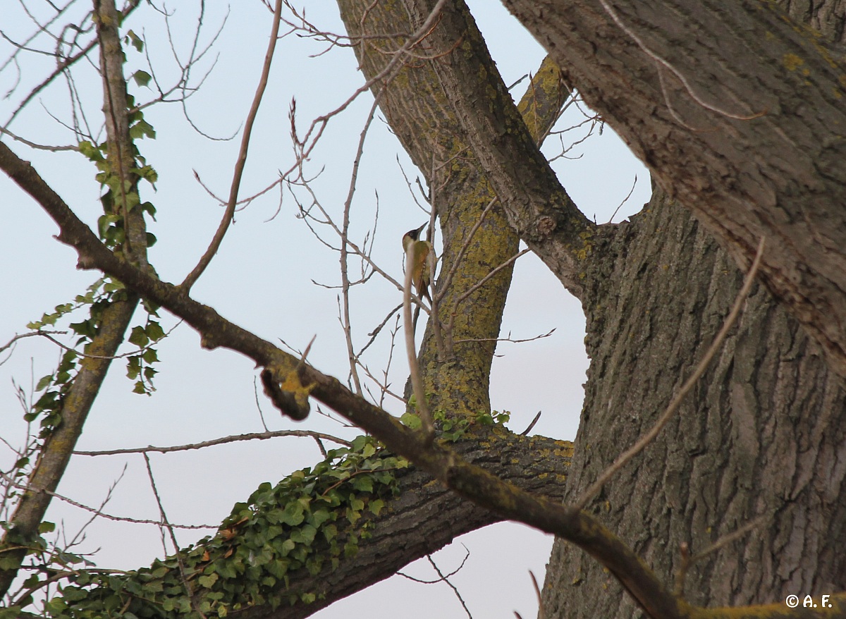 Green Woodpecker
