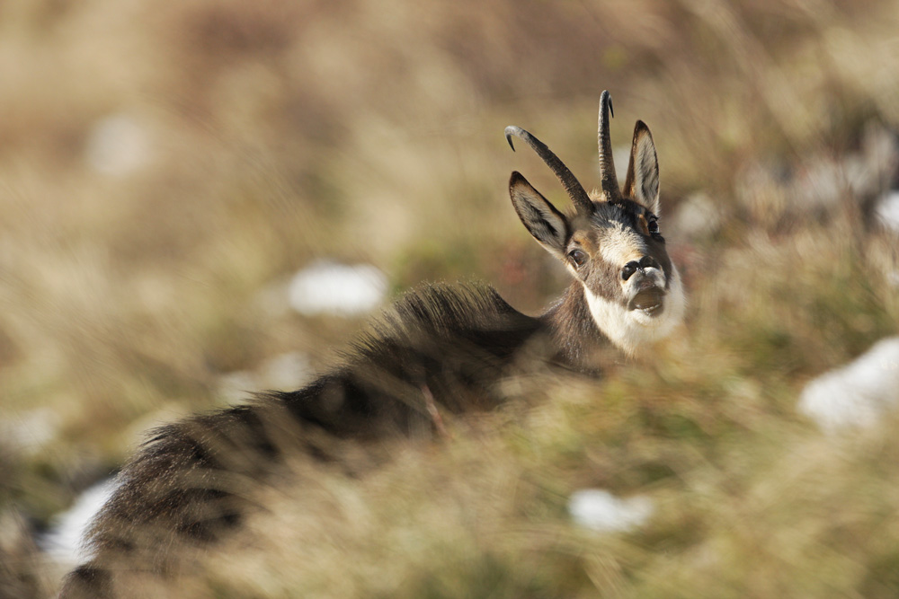 Chamois