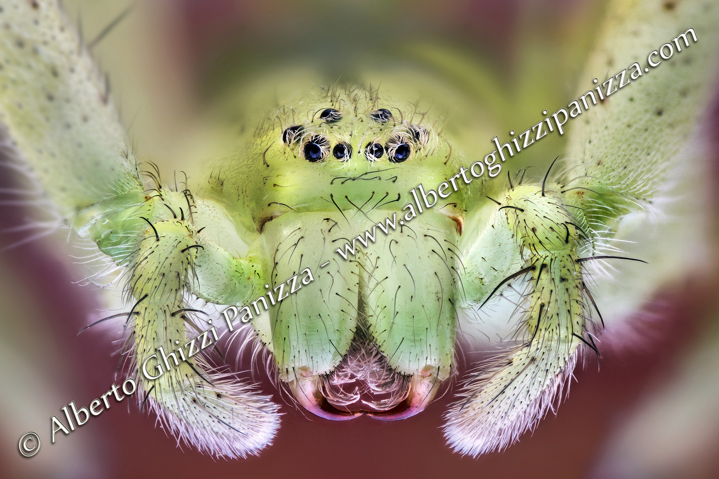 Chi mi vuol dare un bacio?