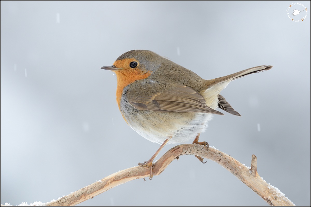 The "Petty" and Snow