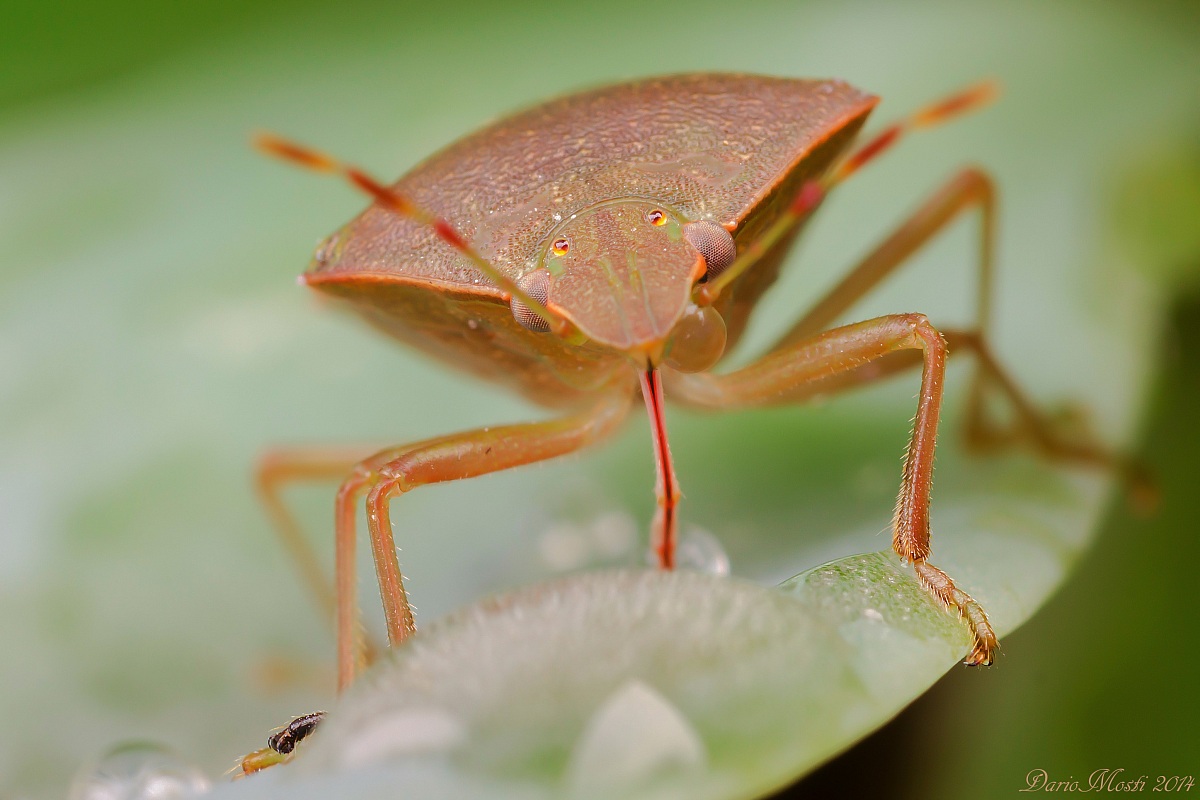 The first macro 2014