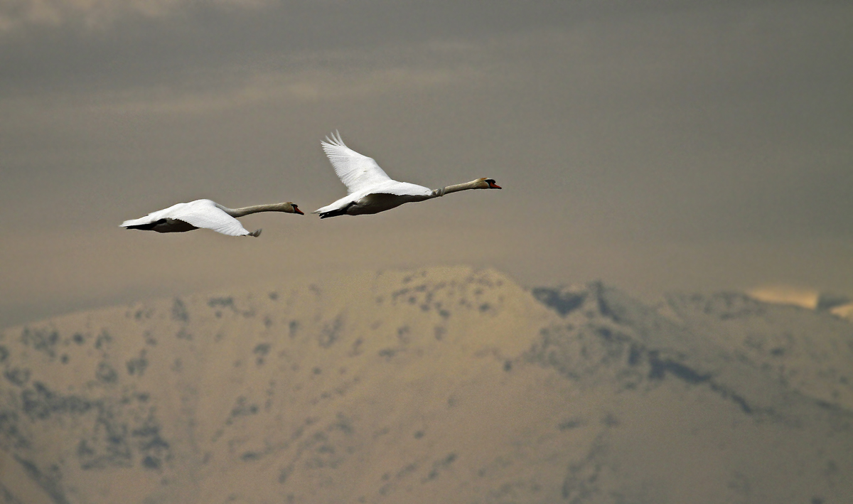 swans in winter