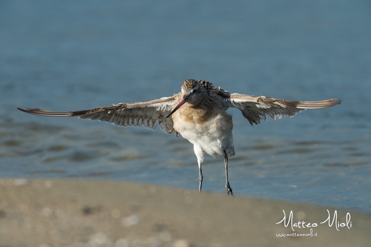 Godwit