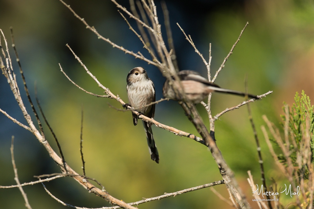 Long-tailed tits