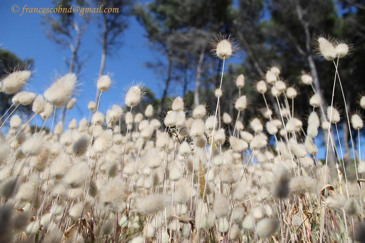 alternative to yellow tulips xp