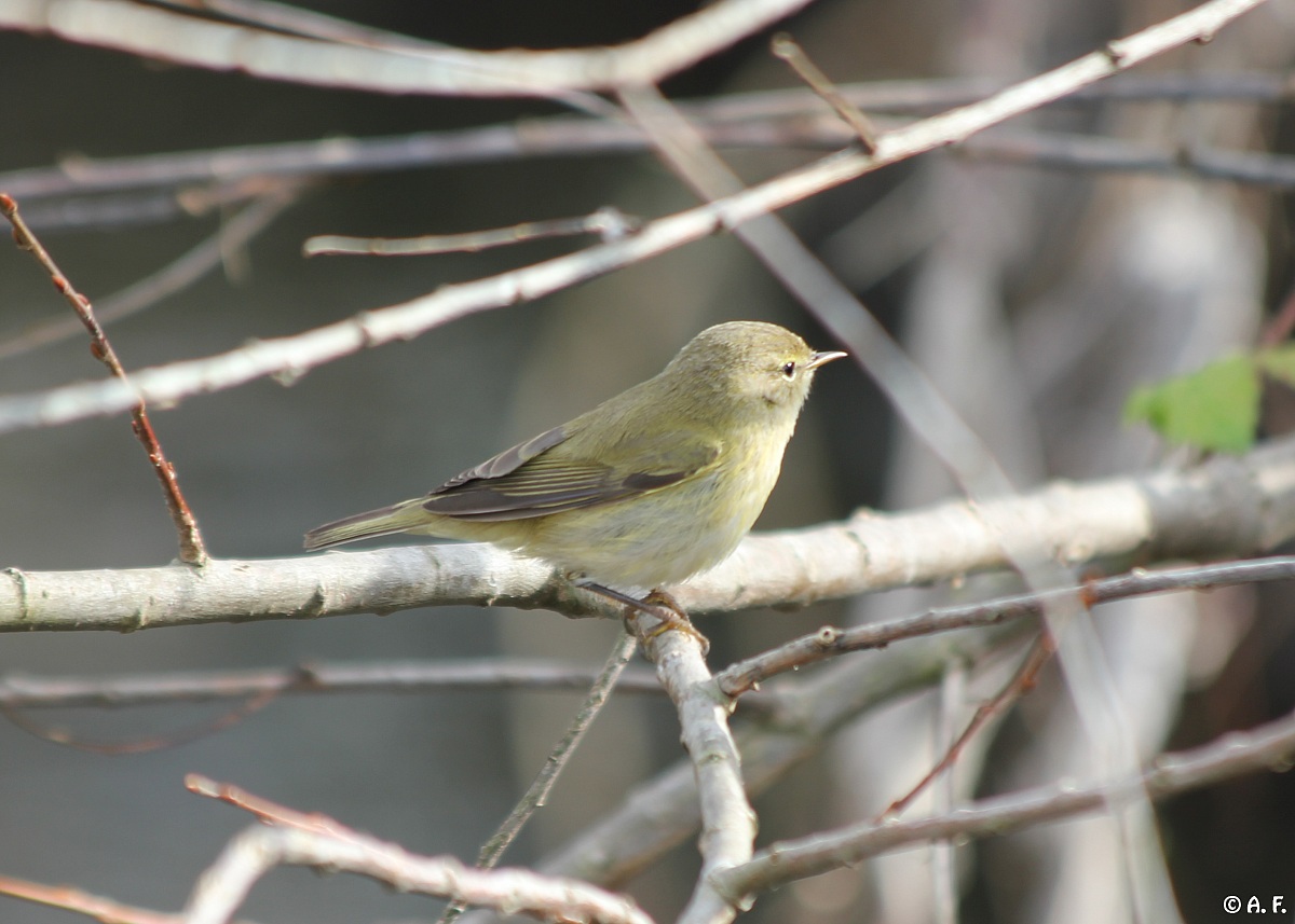 Chiffchaff