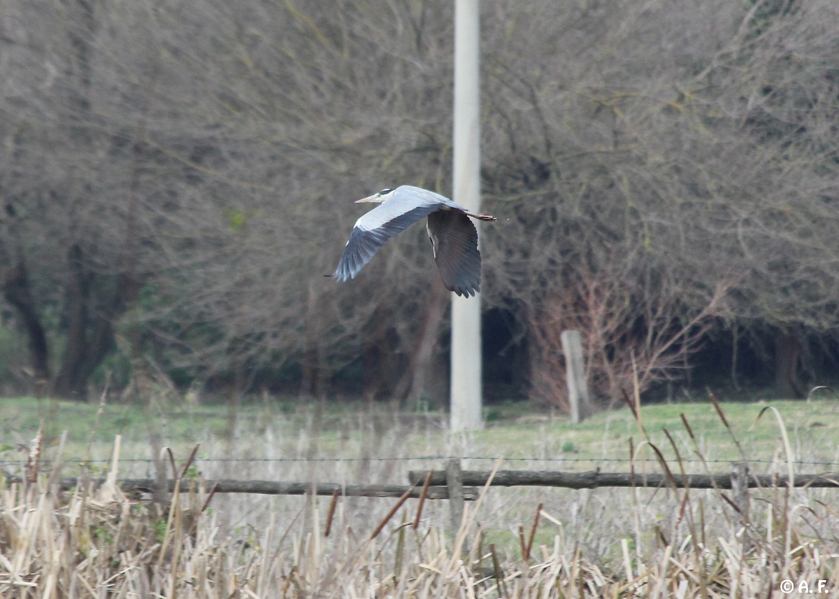 Grey Heron