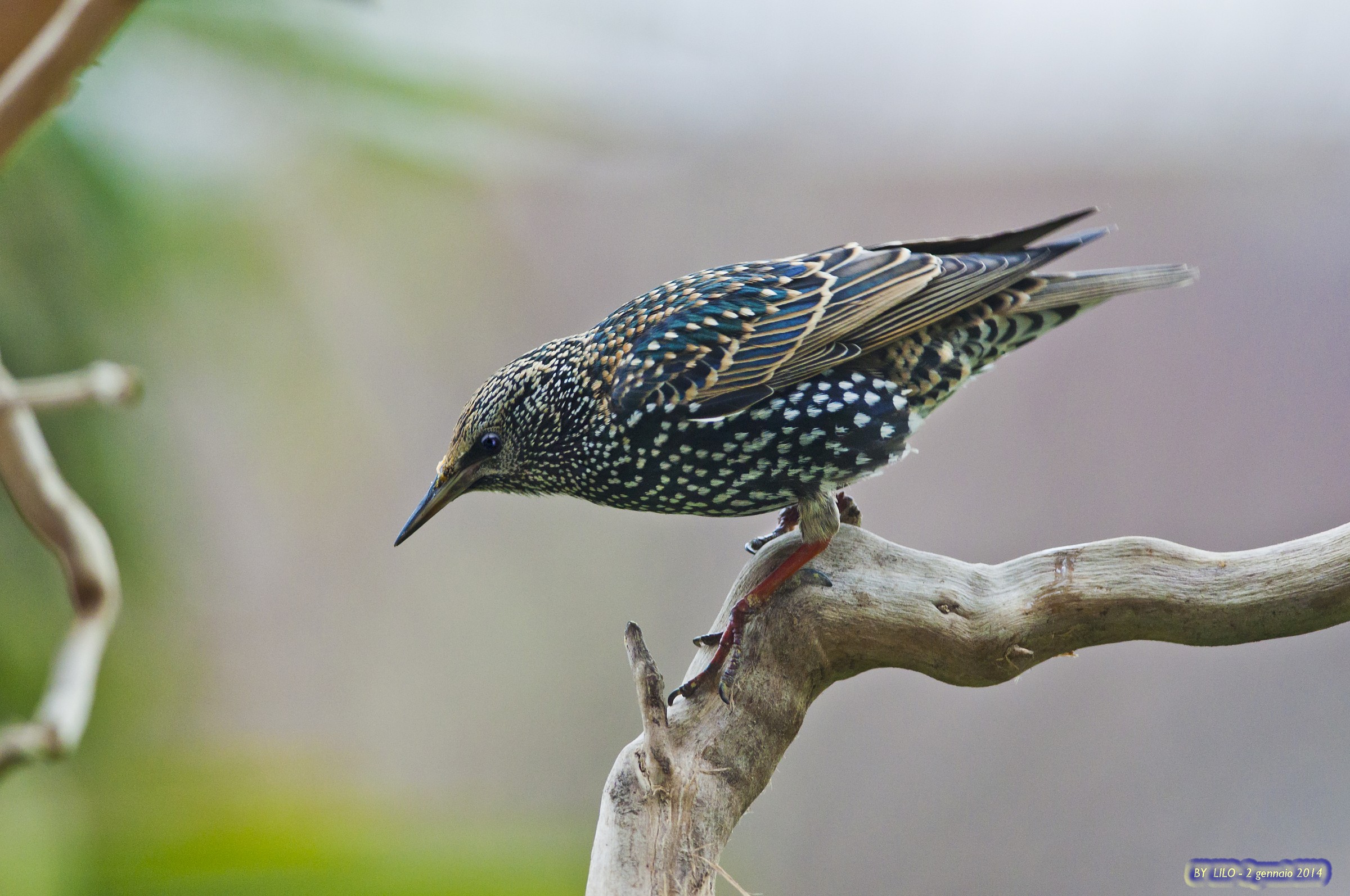 storno - sturnus vulgaris