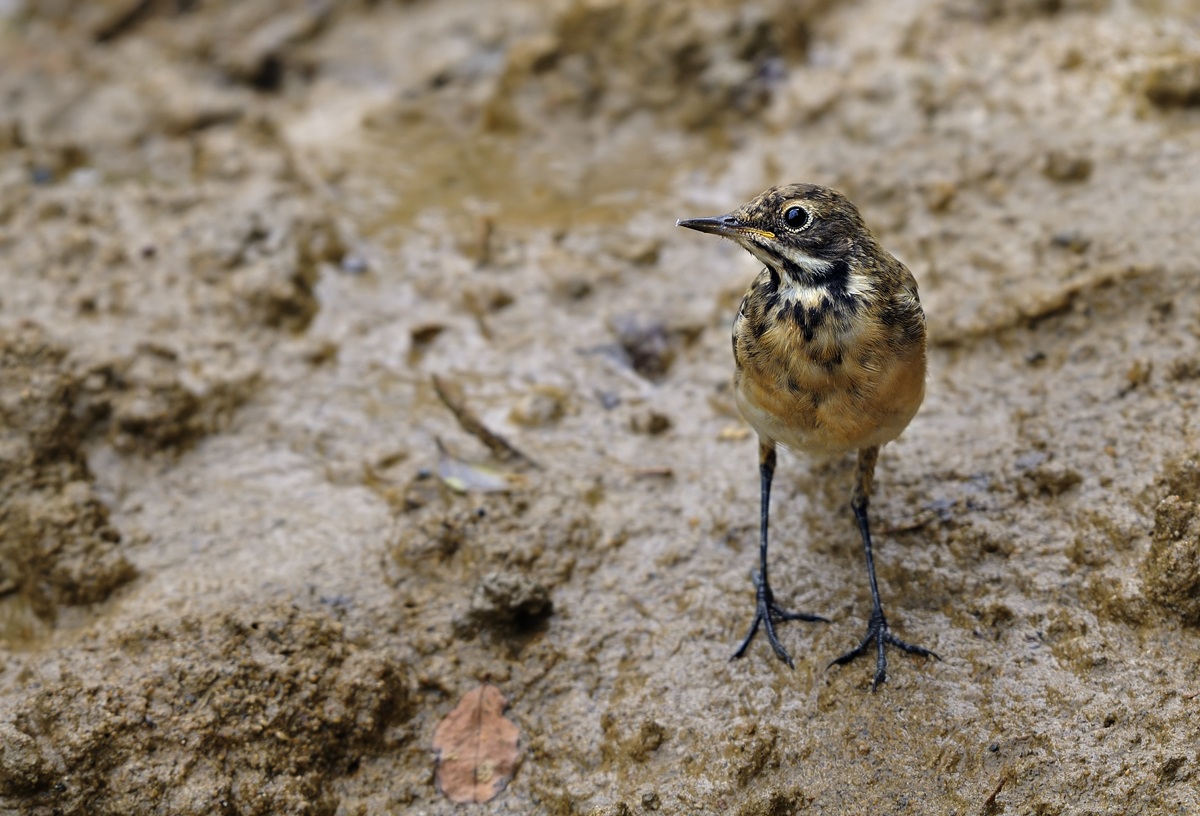 What you looking at?