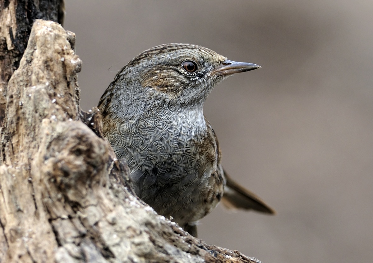 Dunnock