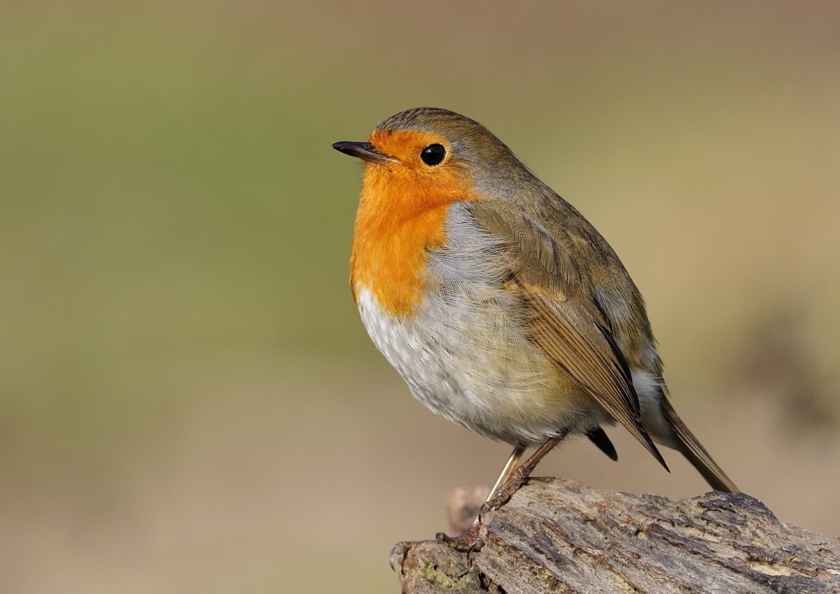 Robin
