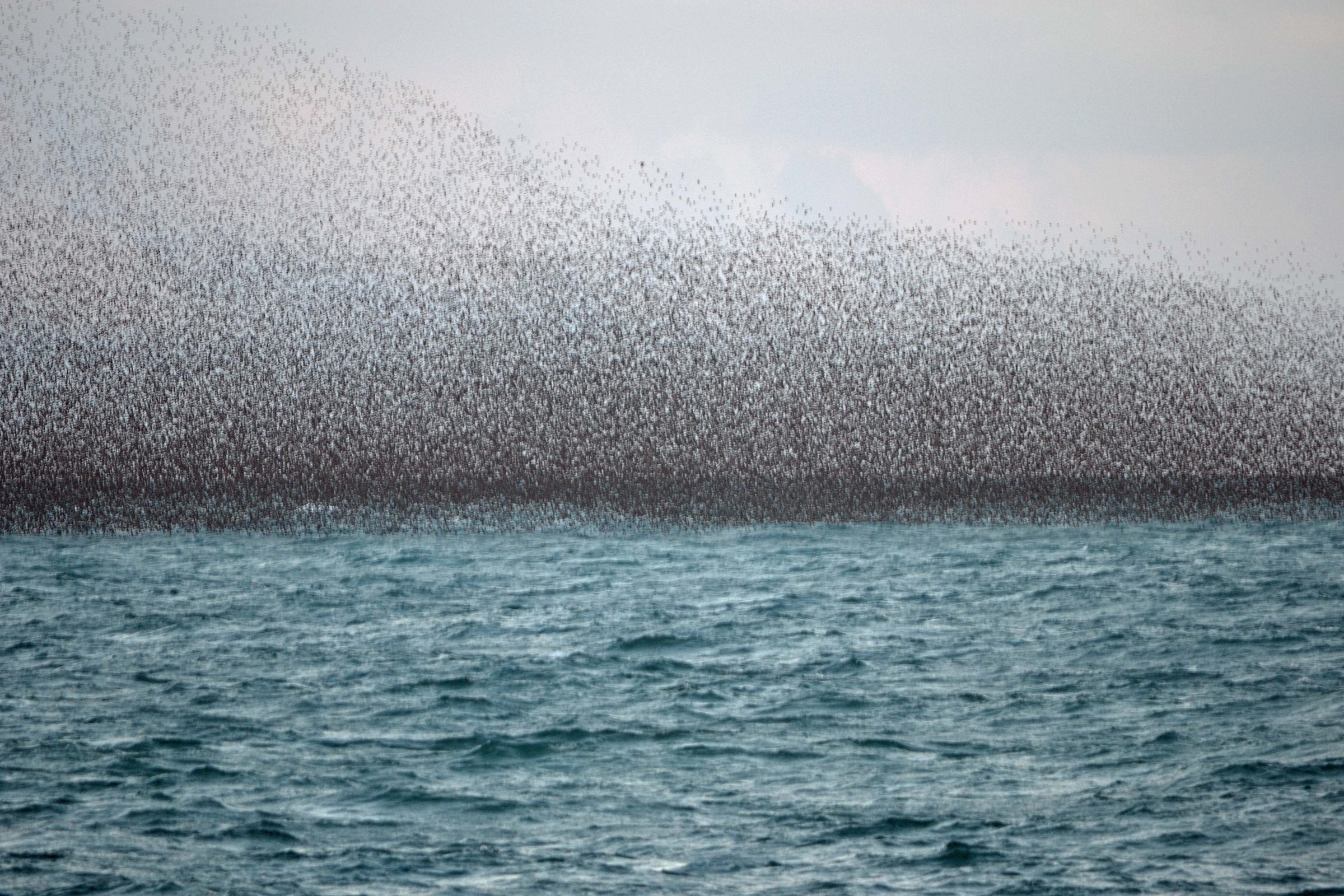 starlings