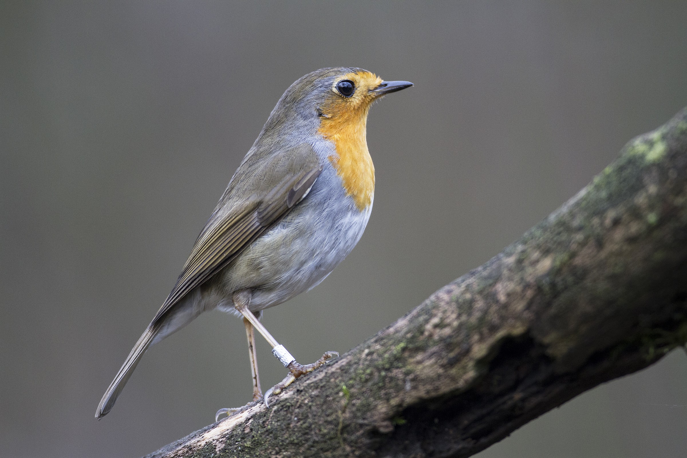 Pettirosso sull'attenti