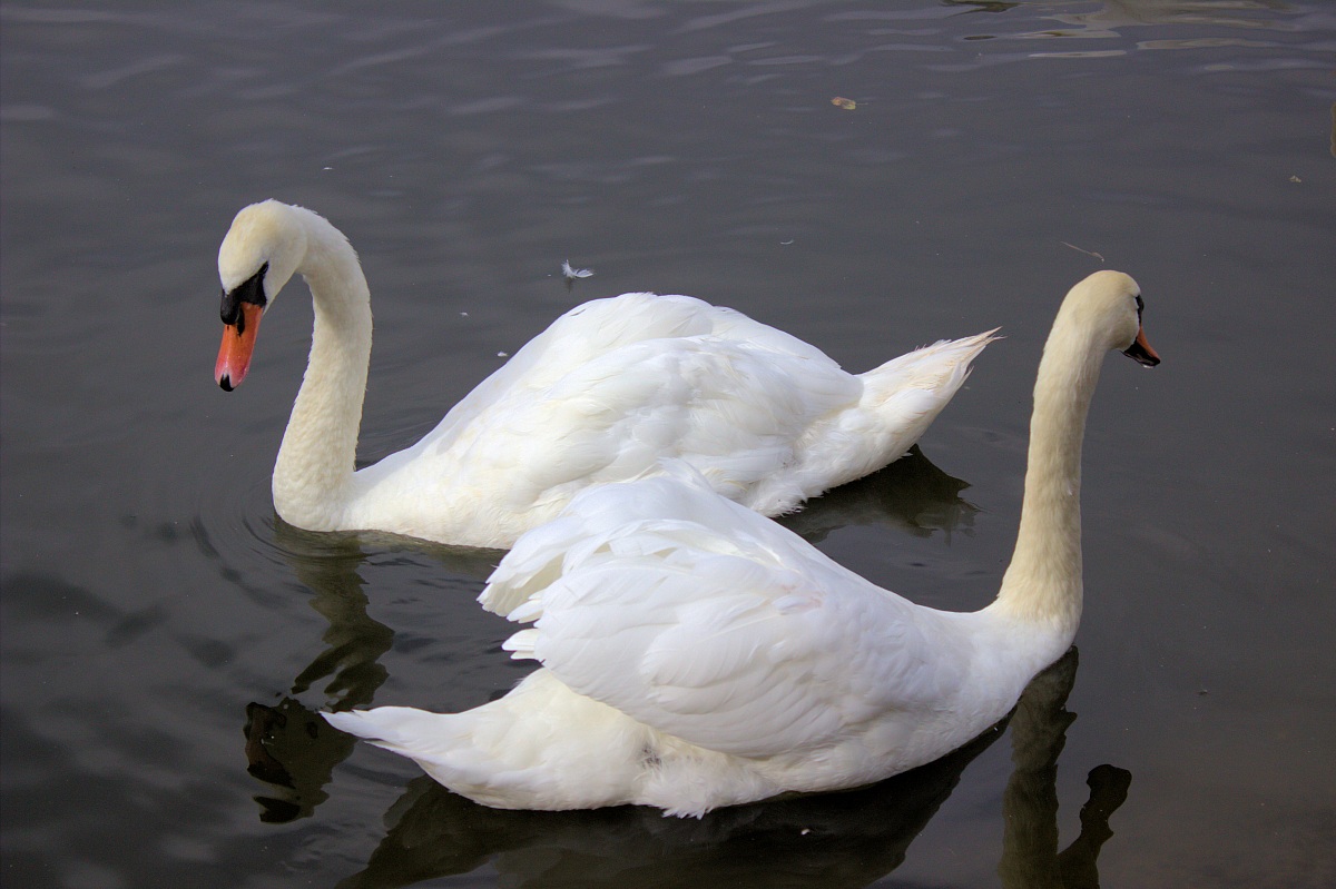 Serpentine swans