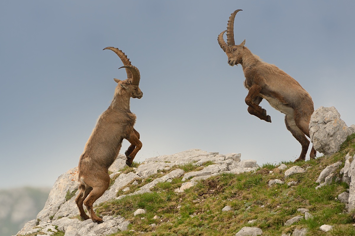 Duel (Stambecco delle Alpi, Slovenia 2013)