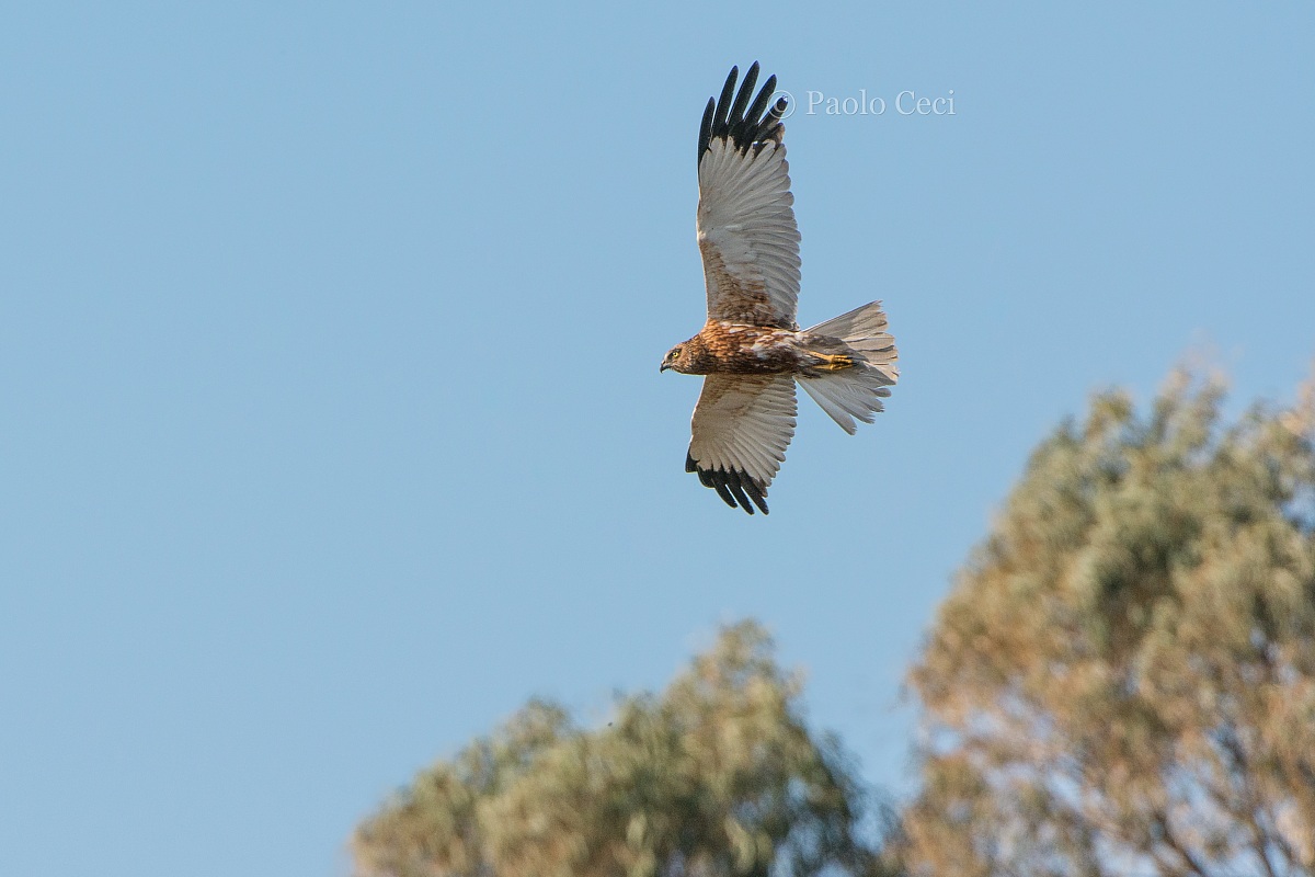 Marsh Harrier