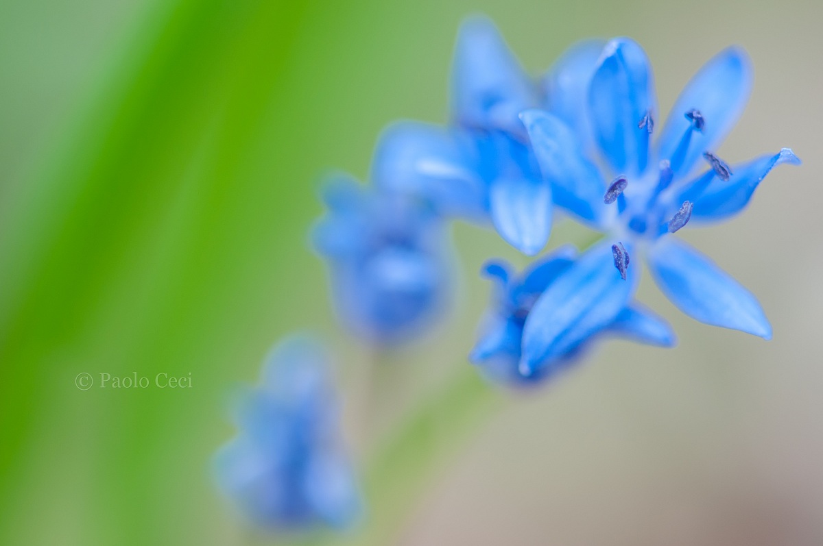 Scilla