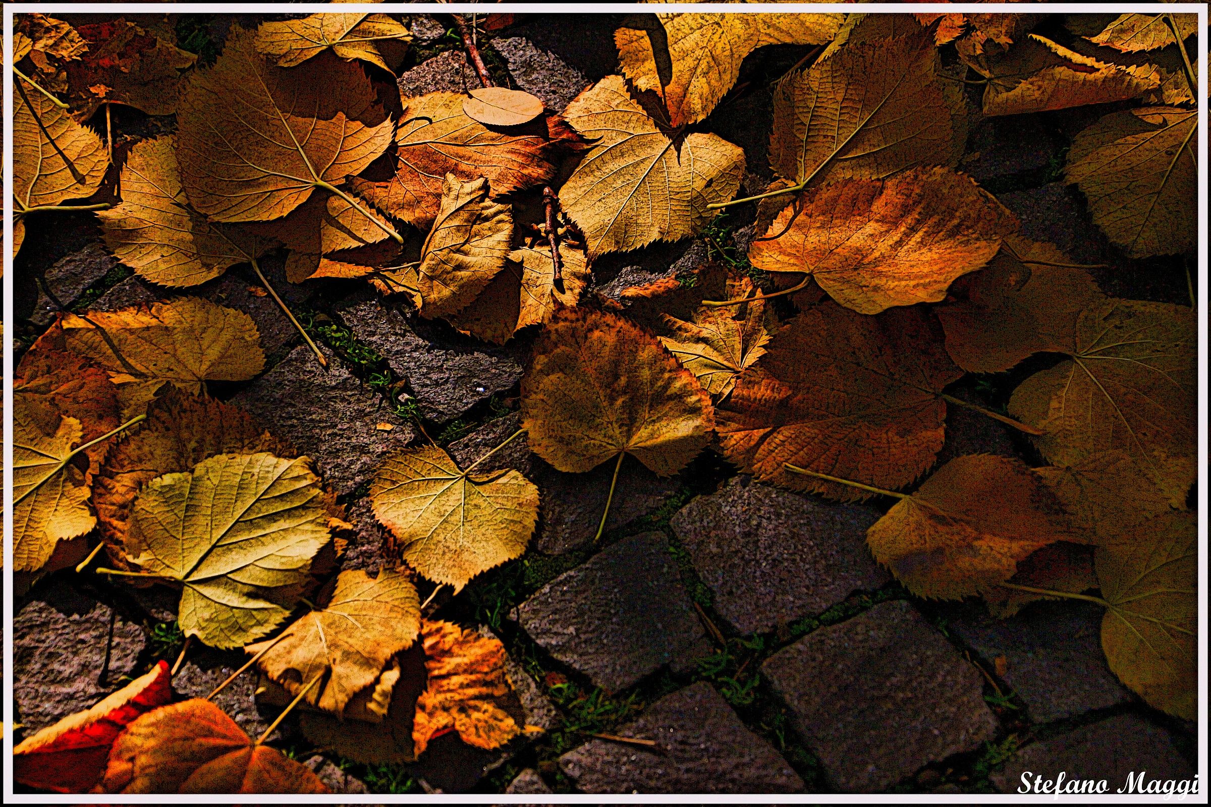 Leaves and porphyry