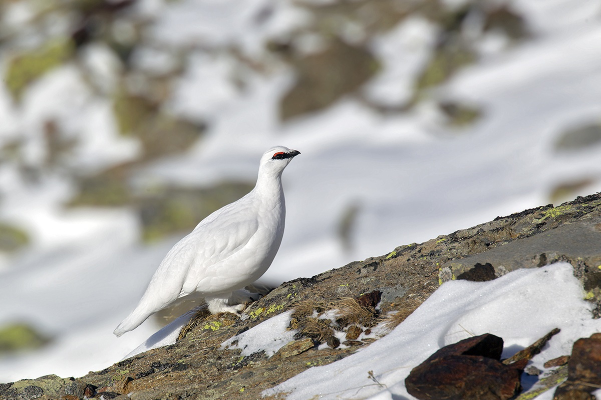 ptarmigan