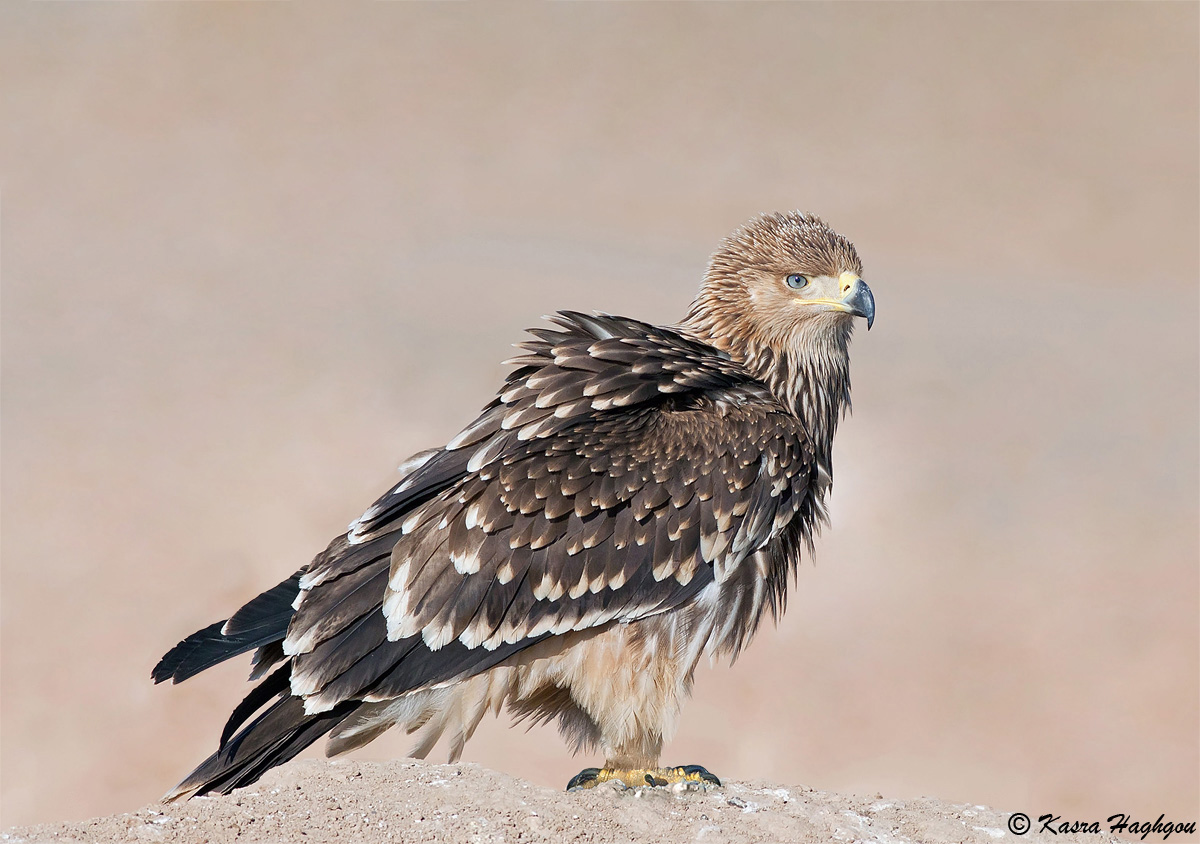 Aquila imperiale