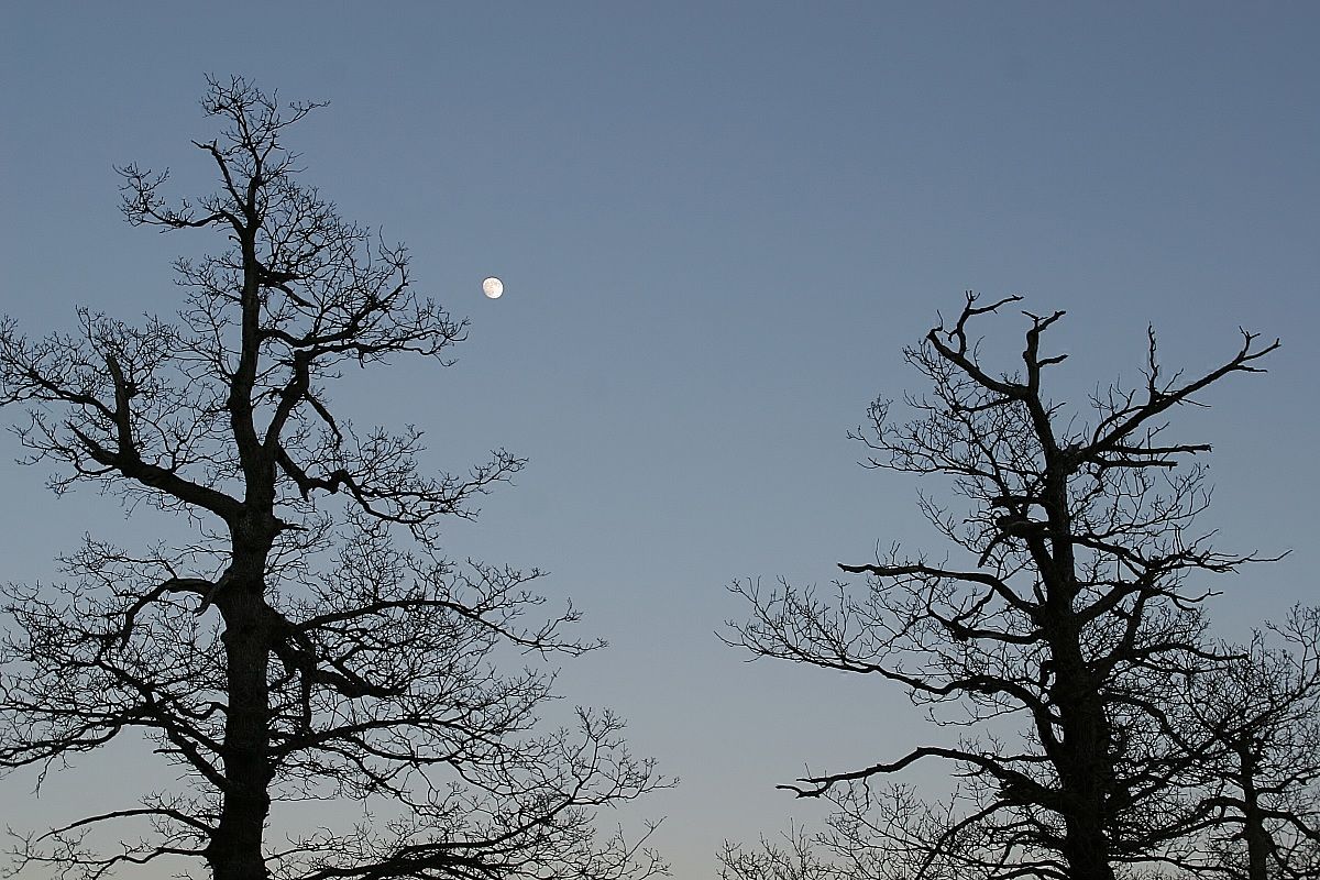 alberi che guardano la luna