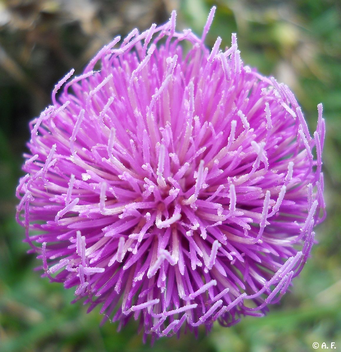 Thistle