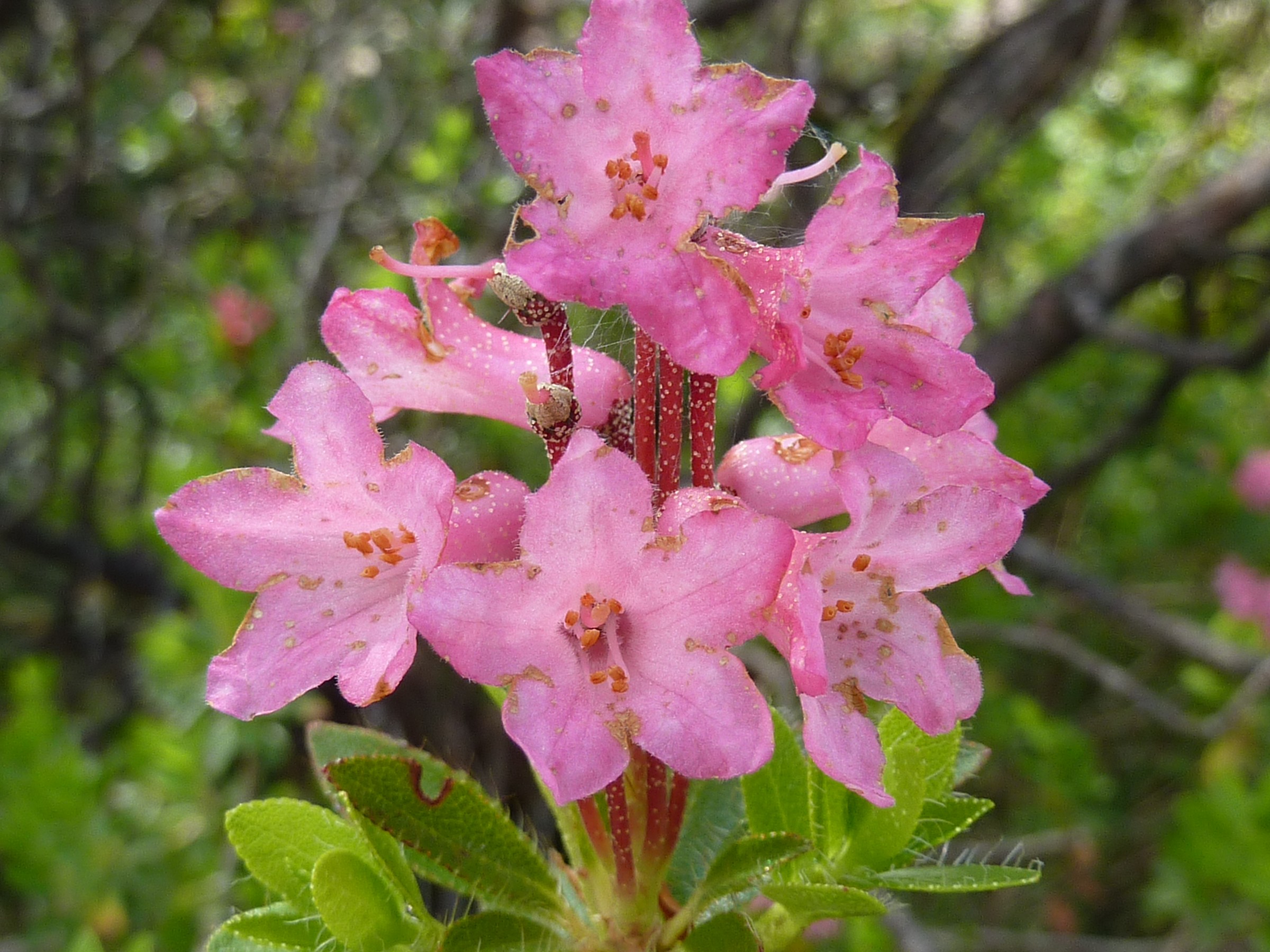 Rododendro irsuto