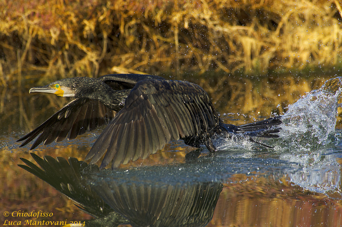 Il decollo del cormorano