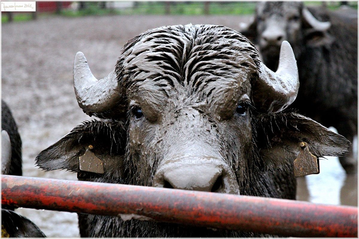 Buffalo covered in mud