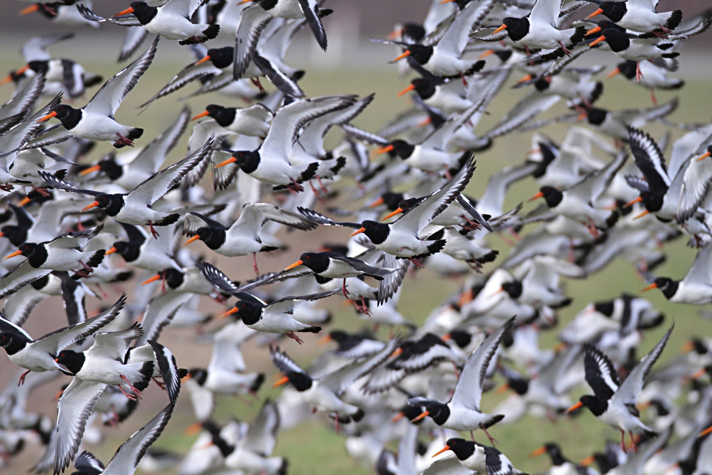 Oystercatchers