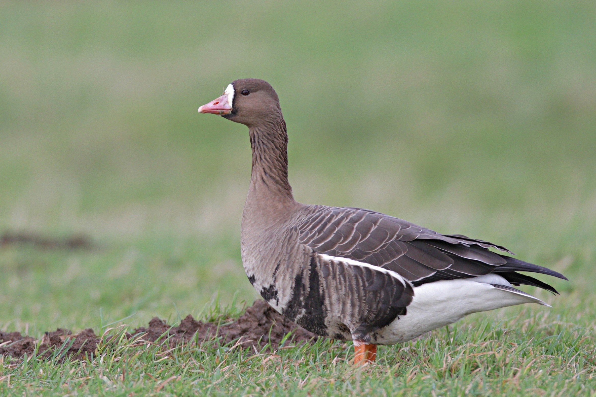White-fronted Goose