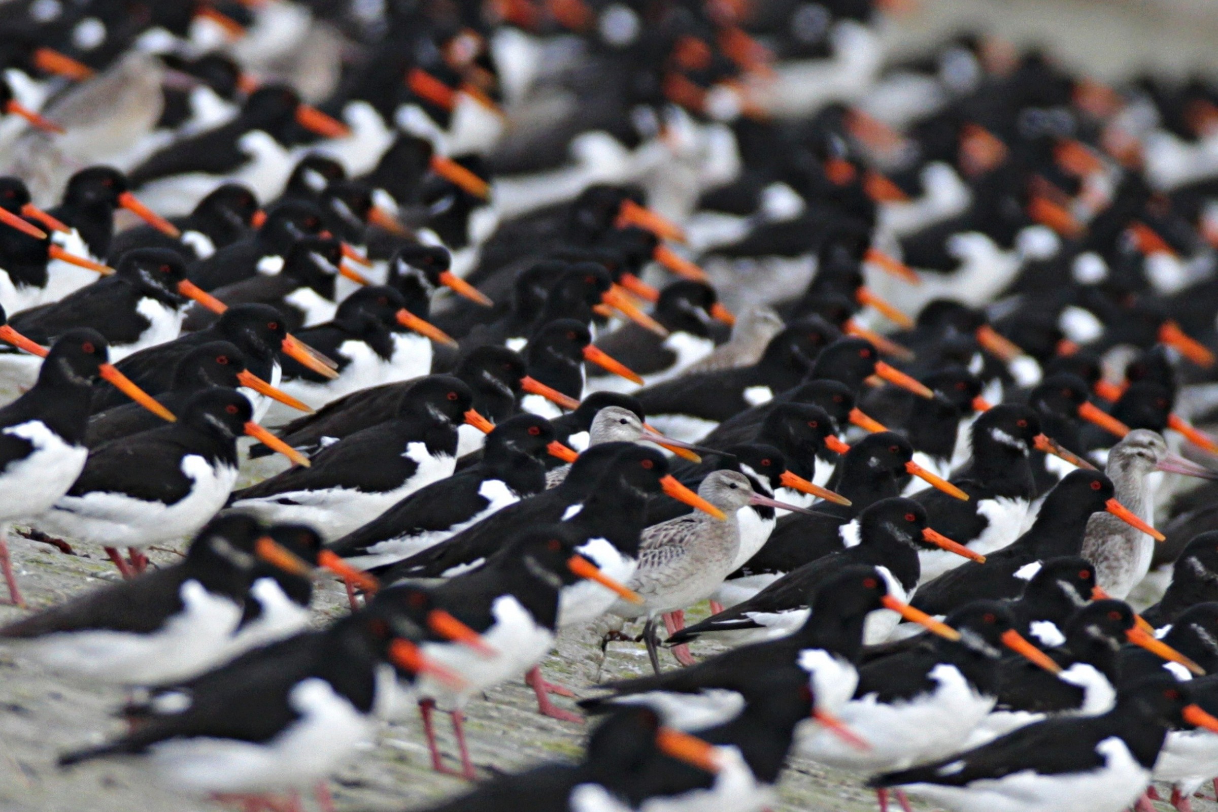 Oystercatchers