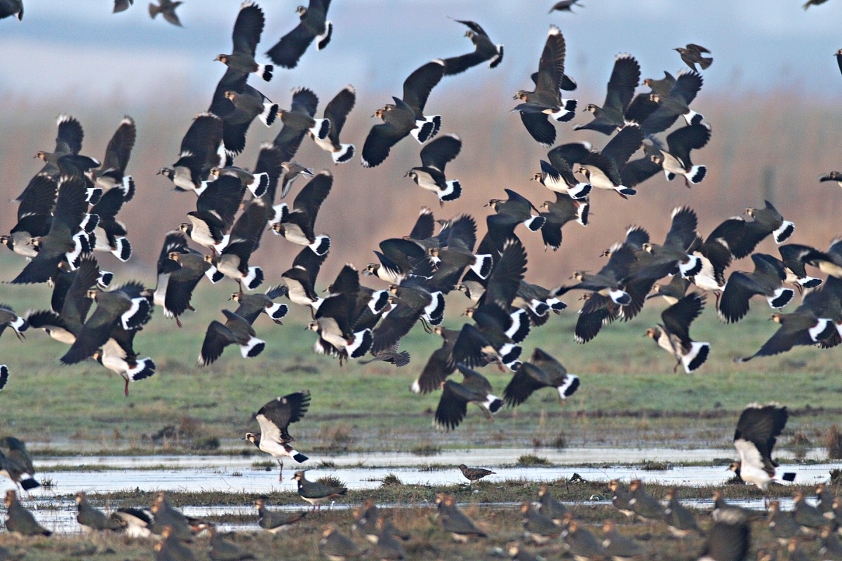 Lapwings
