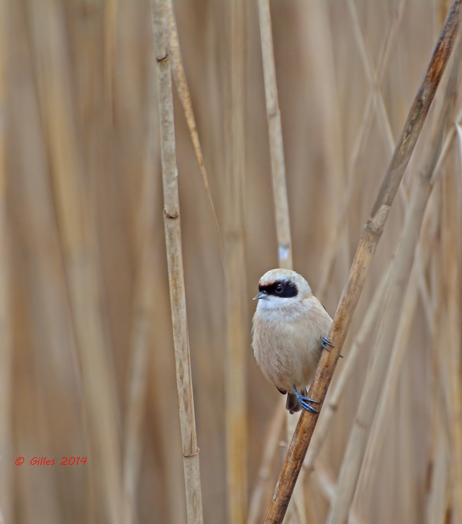 Pendolino (Remiz pedulinus)