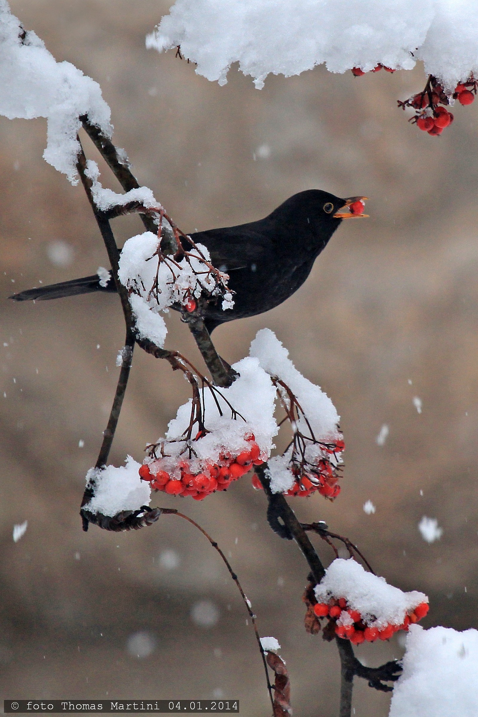 Gelato al Fiordilatte con Frutti di bosco