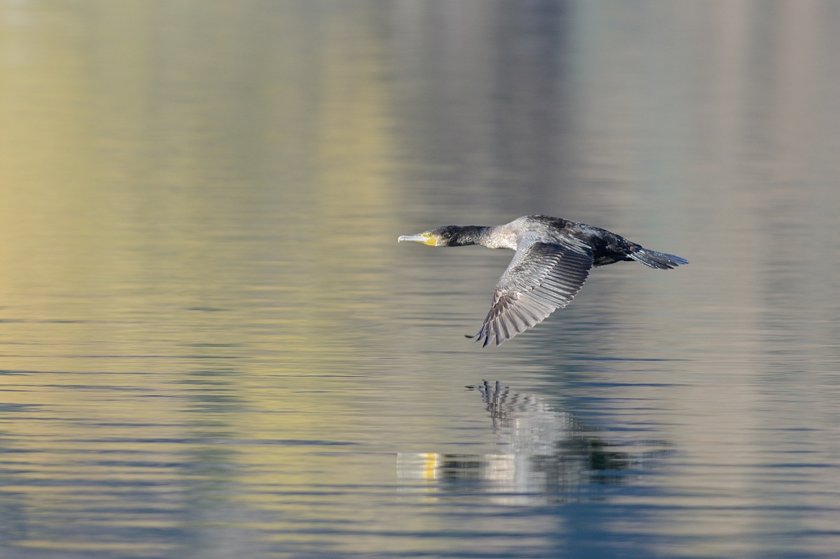 Cormorano, Lago di Caldonazzo
