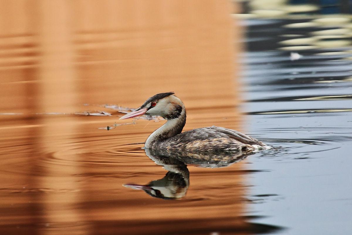grebe
