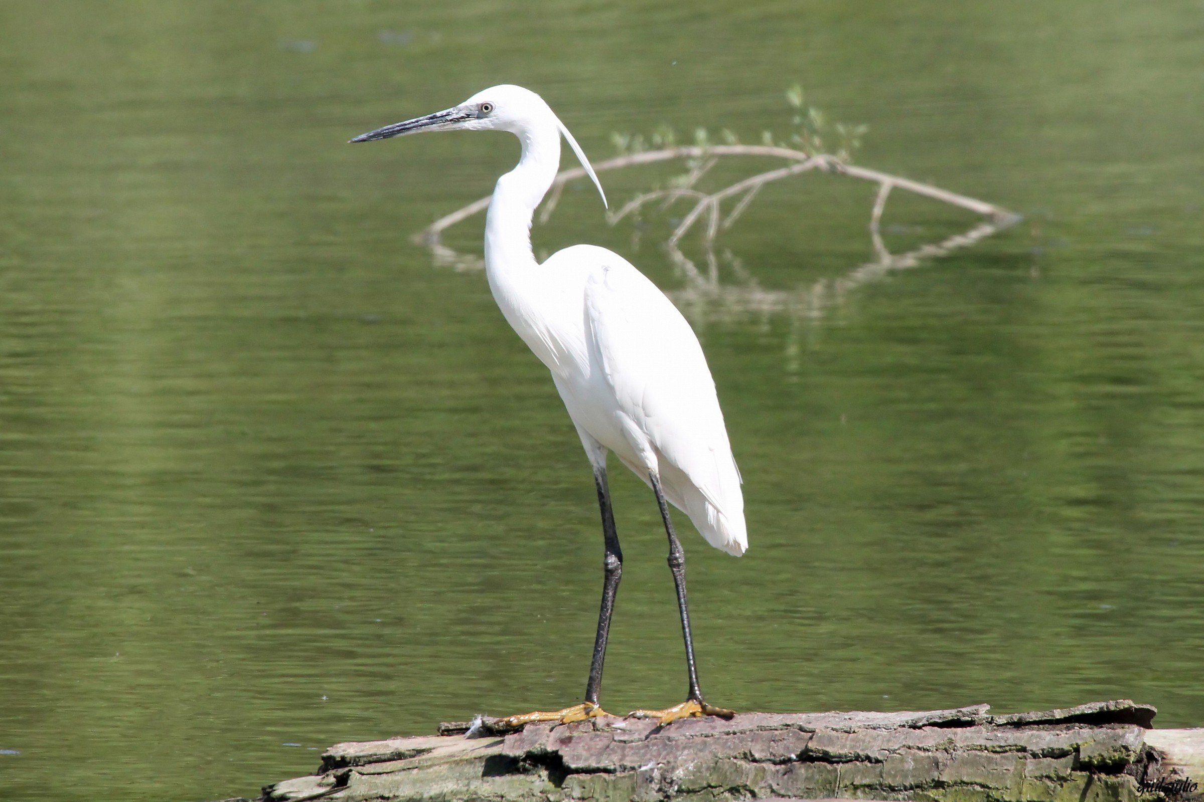 egret