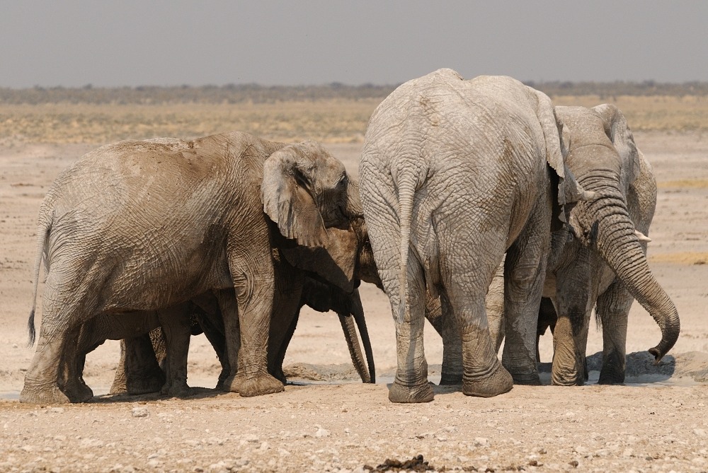 Etosha