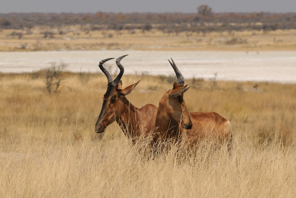 Etosha