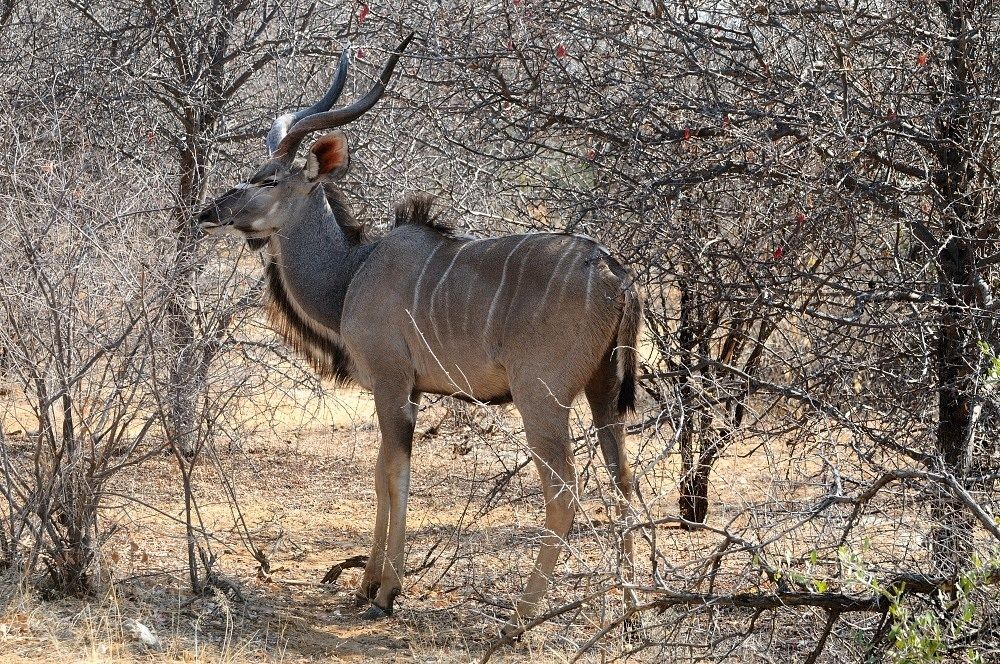 Etosha