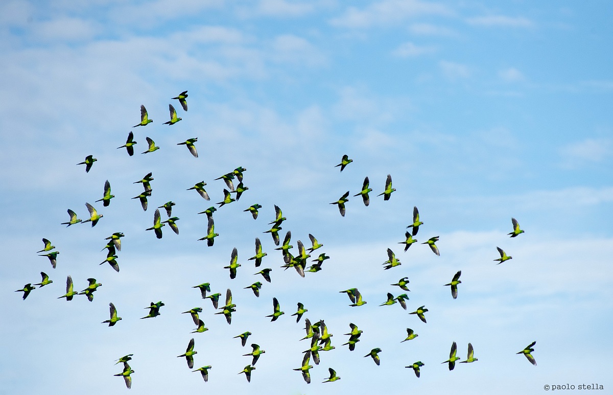 Dusky-headed Parakeet (Aratinga weddellii)
