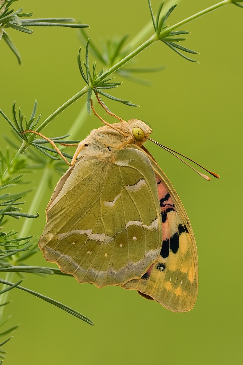 Argynnis pandora