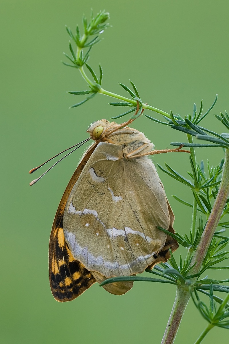 Argynnis pandora