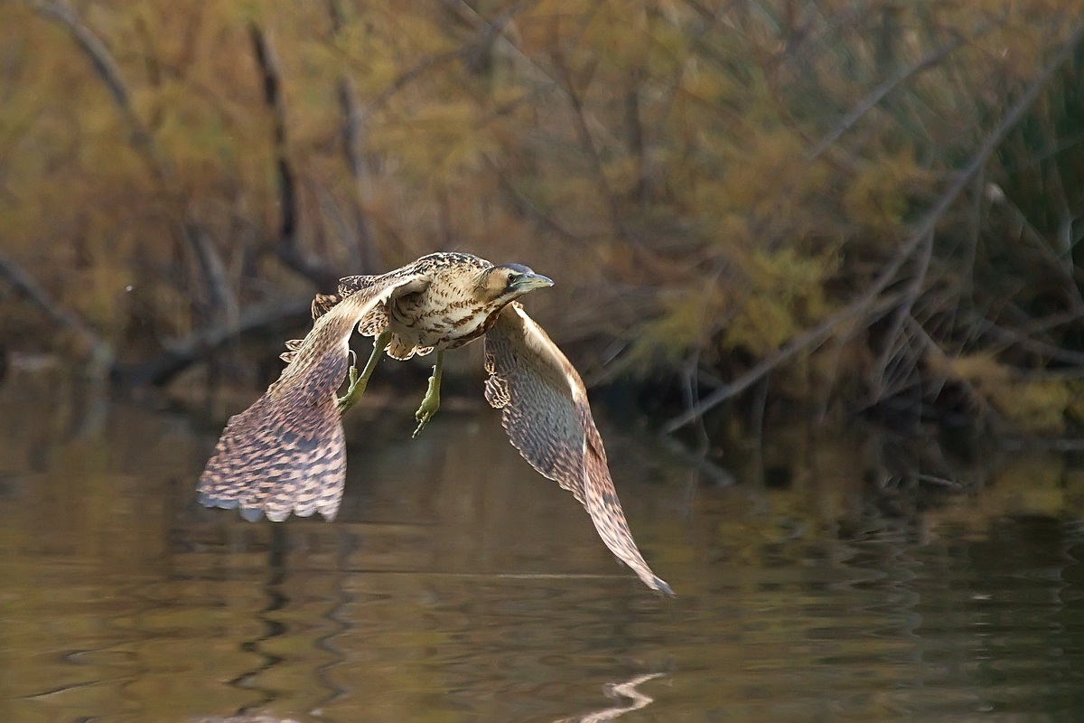 il ritorno del tarabuso
