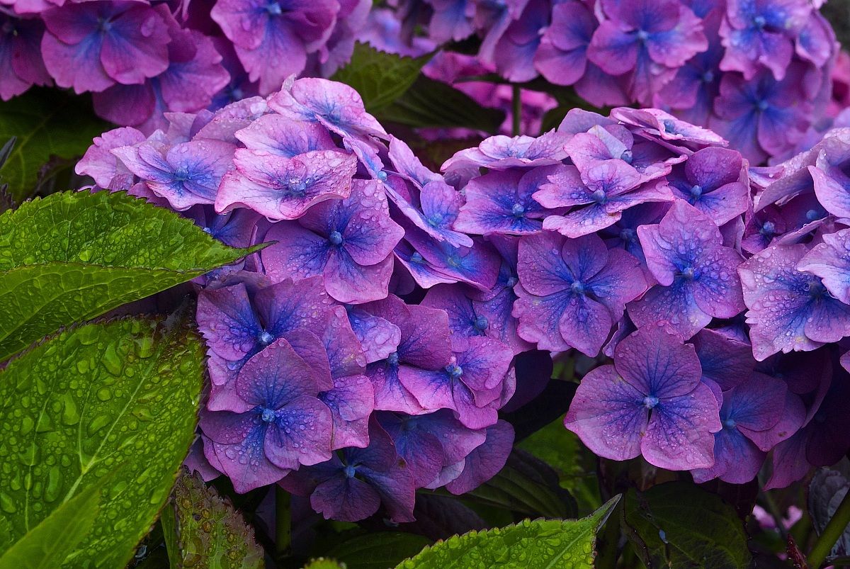Hydrangeas